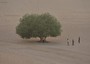 Italia è ad alto rischio desertificazione