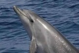Curso ensina avistamento de golfinhos