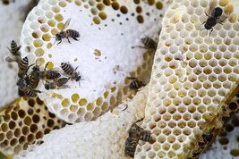 Non solo api, anche gli apicoltori sono a rischio di estinzione