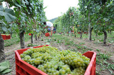 Agricoltura, stabile produzione Toscana