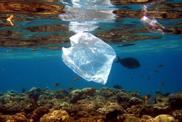 Nel mondo oltre metà tartarughe ha ingerito plastica