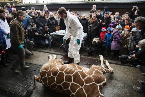 Danimarca: zoo killer, giustiziata giraffa Marius