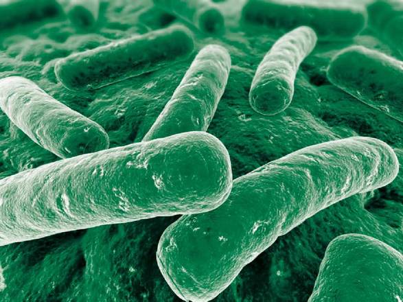 Da studio batteri buoni intestino chiave per cura patologie
