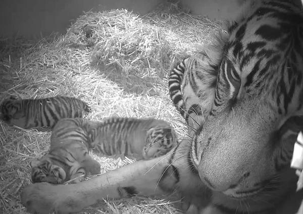 La tigre Melati con i suoi cuccioli