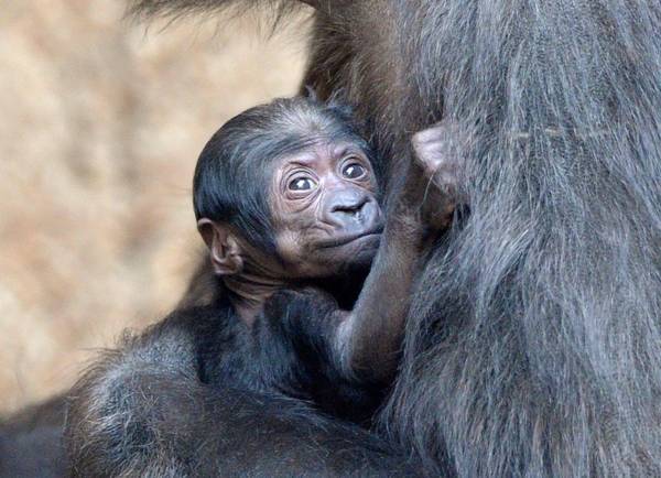 Mamma Kumili e il suo piccolo gorilla