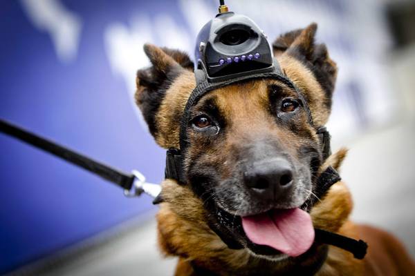 Un cane con telecamera addestrato per il riconoscimento degli esplosivi