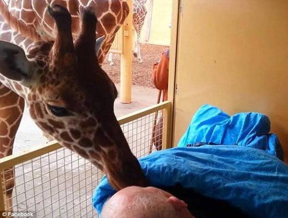 L'ultimo saluto della giraffa