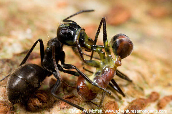Formicai pieni di 'fannulloni',un quarto formiche non lavora