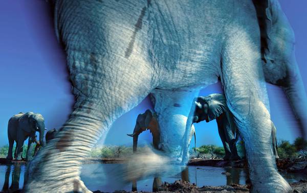 Wildlife Photographer of the Year 2013 - Greg du Toit (South Africa) Essence of elephants