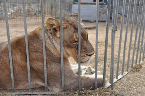 Una leonessa in uno zoo