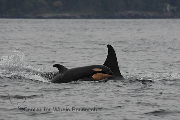 Nuova baby orca a Puget Sound (Foto: Center for Whale Resear