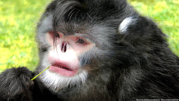 La scimmia che starnutisce (foto Thomas Geissmann)