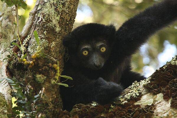 Madagascar,  1.600 ettari foresta protetti grazie all'Italia