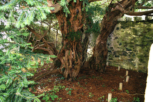 Lo Yew Tree di Fortingall, in Scozia (foto Mogens Engelund)