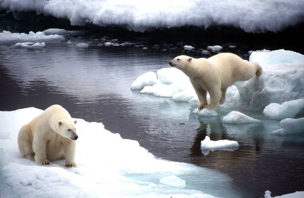 Poco ghiaccio,orsi polari diventano 'golosi' di uova uccelli