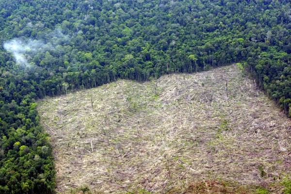 Fao, deforestazione in frenata negli ultimi 25 anni