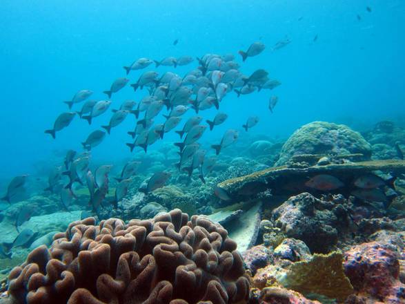 Grande barriera corallina (foto: Nick Graham)