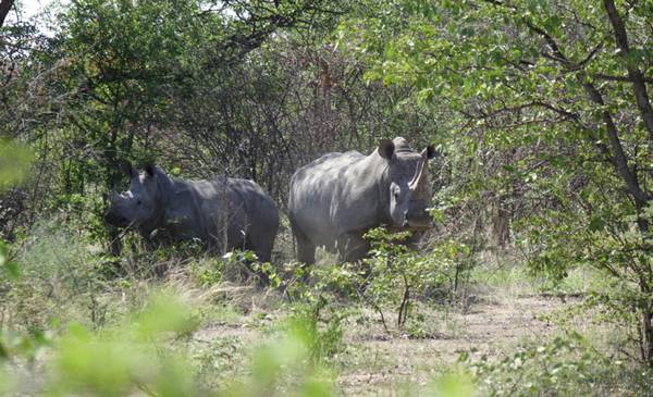 22/9 Giornata Mondiale del Rinoceronte: La guerra dei corni
