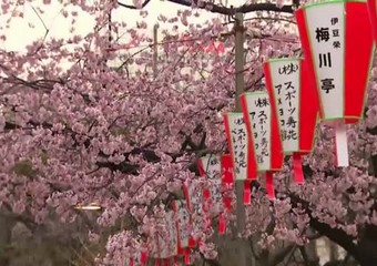 25/03/2014 ore 16:52, Giappone in rosa per fioritura ciliegi