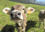 Mangime per mucche riduce di 1/3 emissioni metano