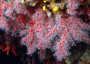 Coralli mediterranei più fragili per cambiamenti climatici