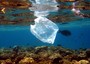 Nel mondo oltre metà tartarughe ha ingerito plastica