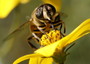 Le api non 'sentono' più i fiori, colpa dell'ozono