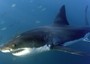 Crescono attacchi squali, in Australia vertice per impedirli