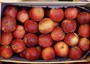 Test Greenpeace su mele, nell'83% trovati residui pesticidi