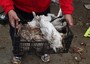 Un allevatore mostra alcuni conigli morti ad Uras