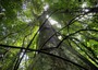 Foreste assorbiranno meno CO2 del previsto, manca l'azoto