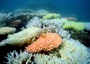 Sos coralli, a rischio 12mila km quadrati entro fine 2015