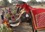 Elefanti durante il banchetto
