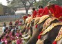 Elefanti durante il banchetto