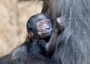 Mamma Kumili e il suo piccolo gorilla