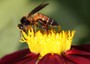 Nel mondo dei fiori, dove osano le api