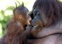 Indonesia, incendi minacciano 1/3 oranghi selvatici mondiali