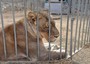 Danimarca, zoo programma pubblica dissezione di leonessa