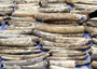 In India maxi sequestro di 480 chili di avorio