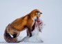 Lotta fra volpi è lo scatto che vince il Wildlife photographer of the year