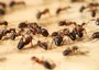 Super-formiche disperdono semi grandi la metà del loro peso