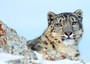 Wwf, leopardo delle nevi minacciato da cambiamenti climatici