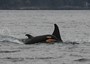 Sesto piccolo in un anno per le orche di Puget Sound