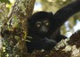 Madagascar, 1.600 ettari foresta protetti grazie all'Italia