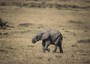 Cianuro per uccidere elefanti, 5 arresti nello Zimbabwe