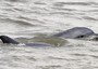 Moria dei delfini legata alla marea nera di Deepwater Horizon