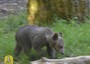 L'orsetta Morena libera all'inizio di novembre