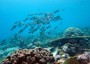 Clima: più a rischio biodiversità in grande barriera corallina