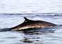 Cetacei Santuario Pelagos minacciati da navi e inquinamento