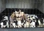 Polizia trova a Rimini 10 cuccioli di cane chiusi in scatole